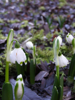 Leucojum vernum var vagneri 'Janus'